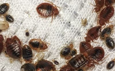 How to Get Rid of Bed Bugs