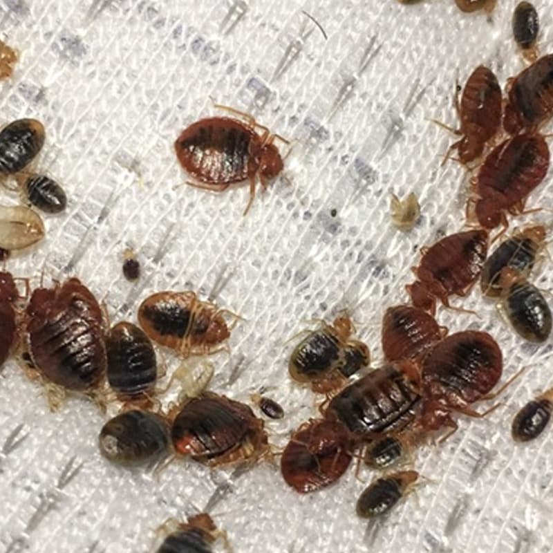 Bed Bug Treatment by Reno NV Pest Control Pros