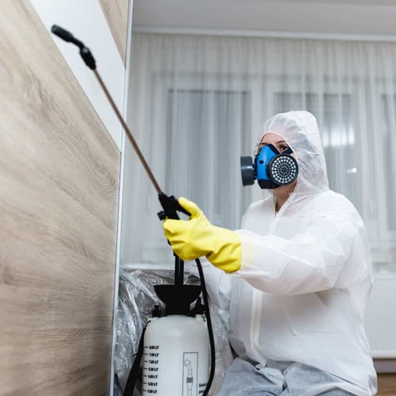 Pest controller exterminating ants with eco-friendly pesticide in Reno, Nevada