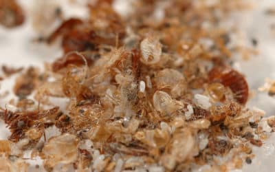 Popular But Ineffective Termite Treatments to Avoid