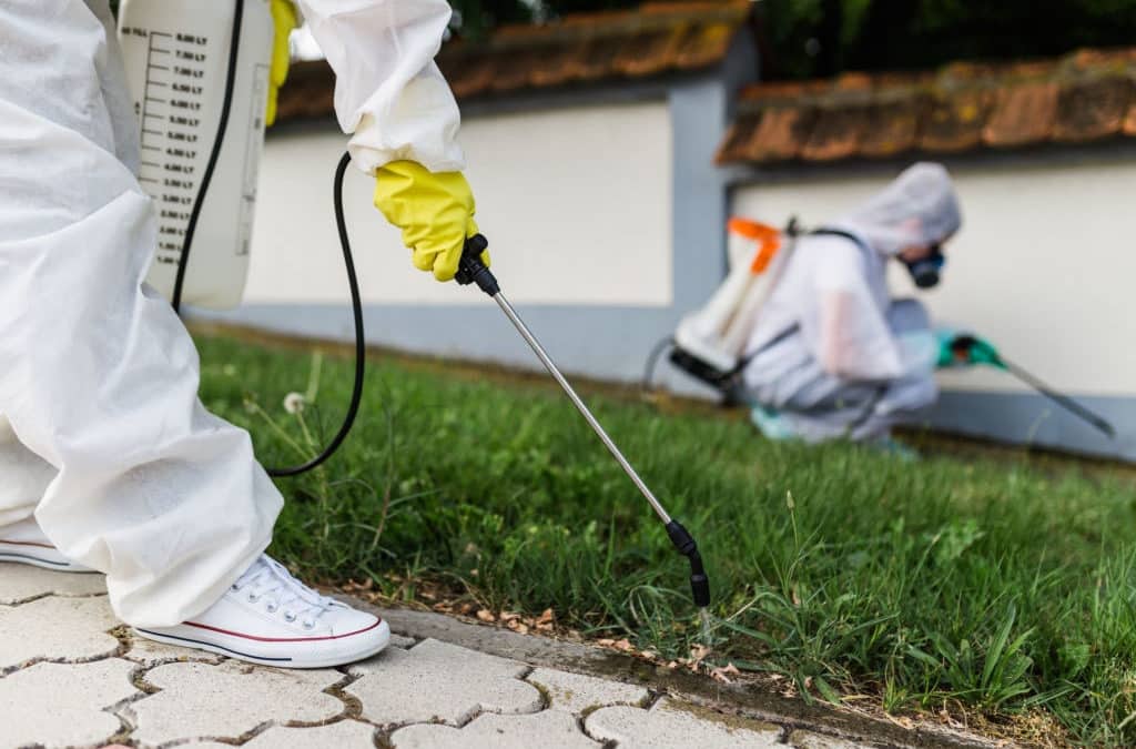 Exterminator Applying Pesticide