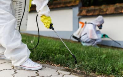 Why DIY Pest Control Is Not That Effective