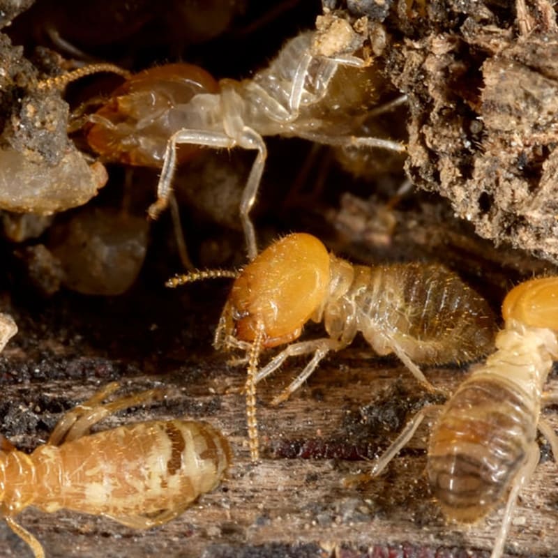 Termite Extermination and Treatment by Reno NV Pest Control Pros