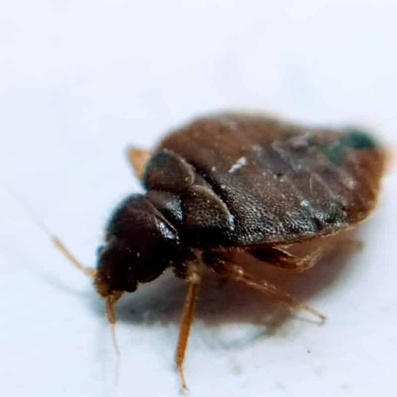 Bed bug extermination in Reno, Nevada