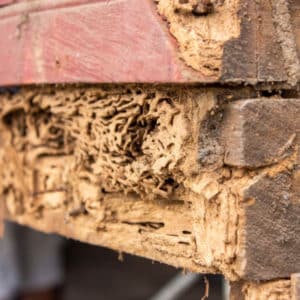 Termite Damage by Reno NV Pest Control Pros