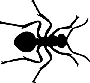 Ant Treatment and Extermination by Reno NV Pest Control Pros