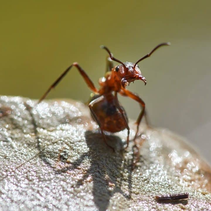 Ant Extermination in Reno, Nevada