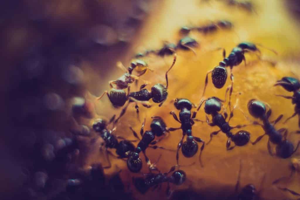 Ant Control and Extermination by Reno Pest Control Pros