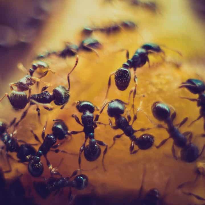 Ant Control and Extermination by Reno Pest Control Pros