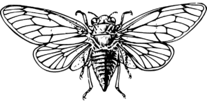 Cicada Extermination by Reno NV Pest Control Pros