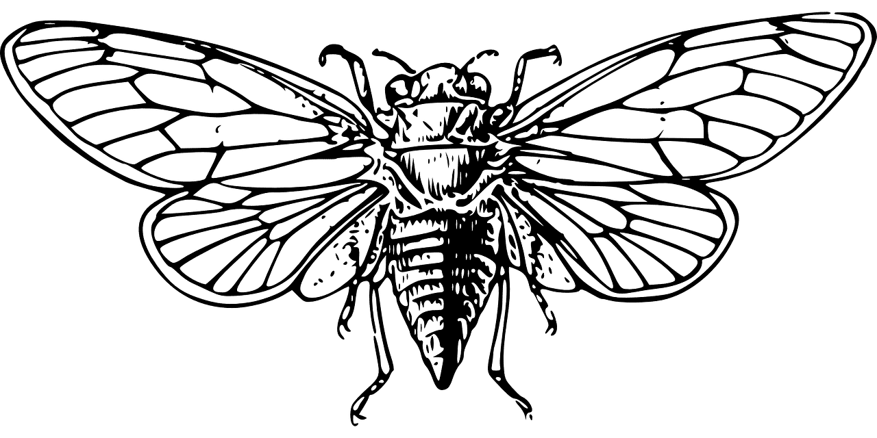 Aphid and Cicada Extermination by Reno NV Pest Control Pros