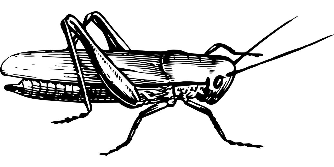Cricket Treatment and Extermination by Reno NV Pest Control Pros