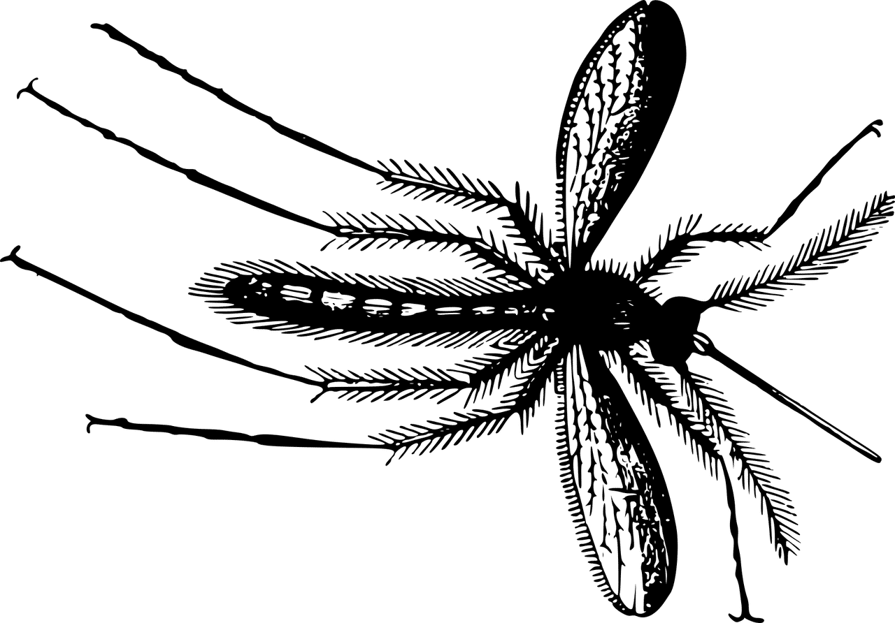Fly and Gnat Treatment and Extermination by Reno Pest Control Pros