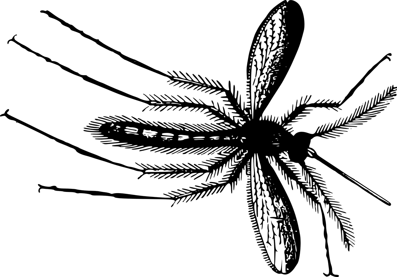 Gnat Treatment and Extermination by Reno Pest Control Pros