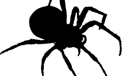 How To Keep Spiders Out Of Your Reno, Nevada Home