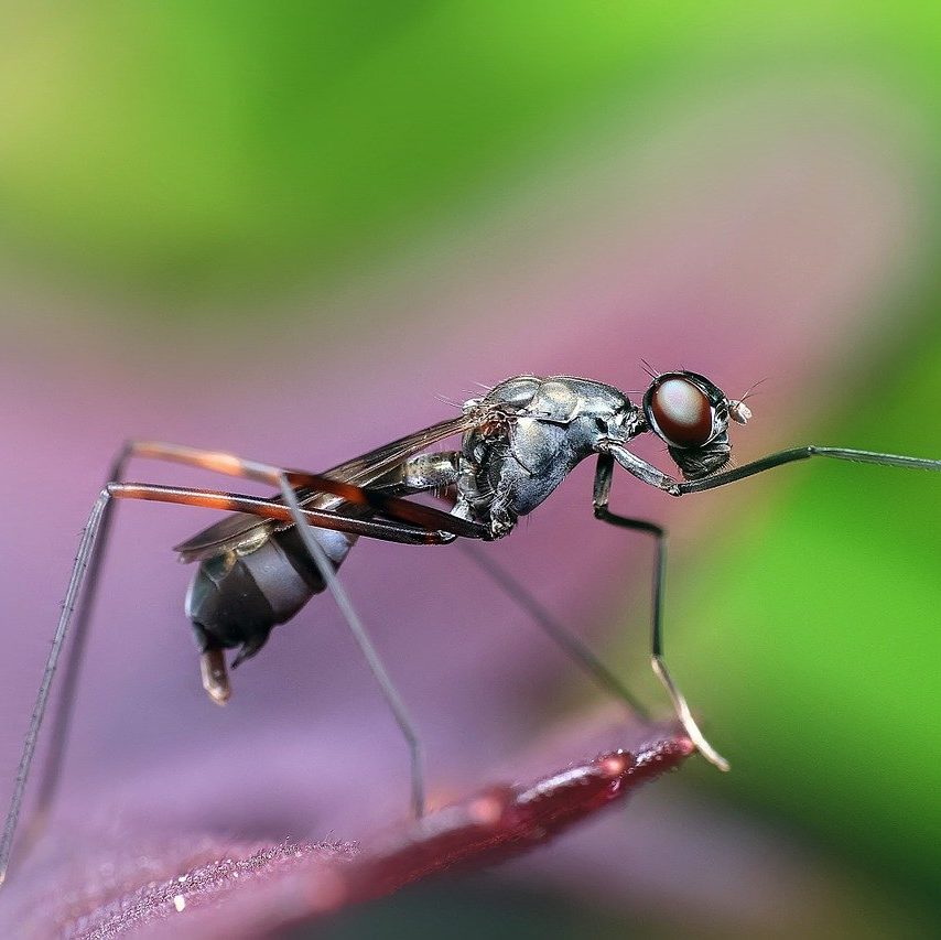 Ant Control in Reno, Nevada