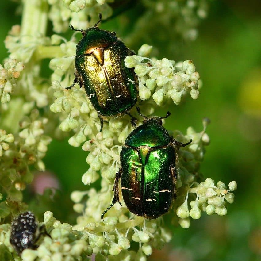 Aphid Extermination by Reno NV Pest Control Pros