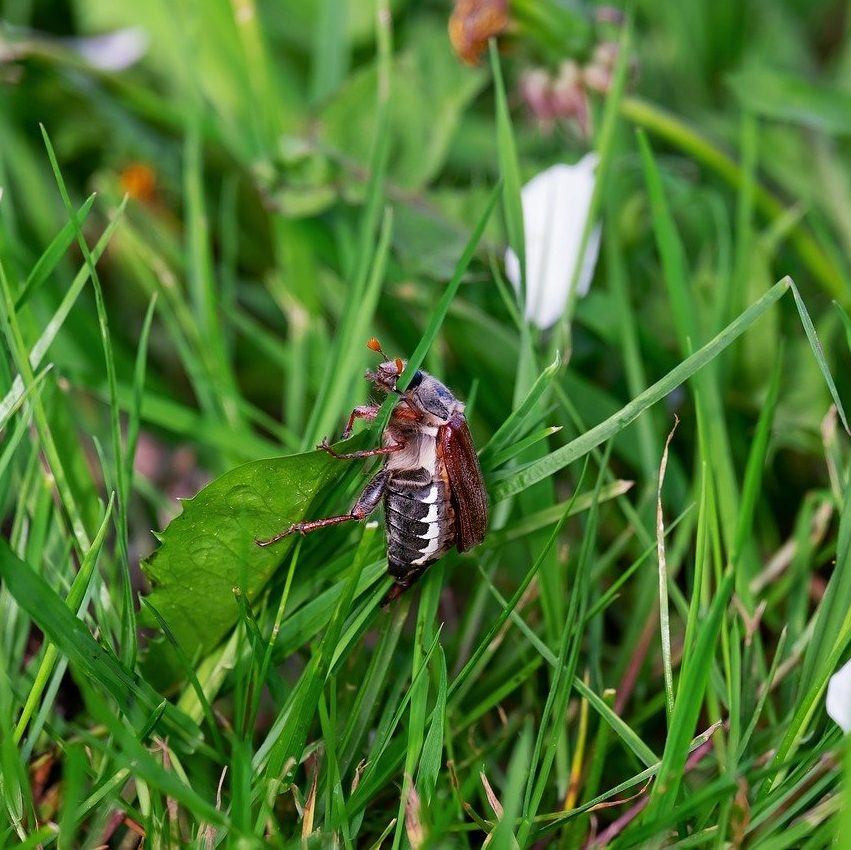 Aphid Extermination by Reno NV Pest Control Pros