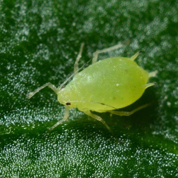 Aphid Extermination by Reno NV Pest Control Pros