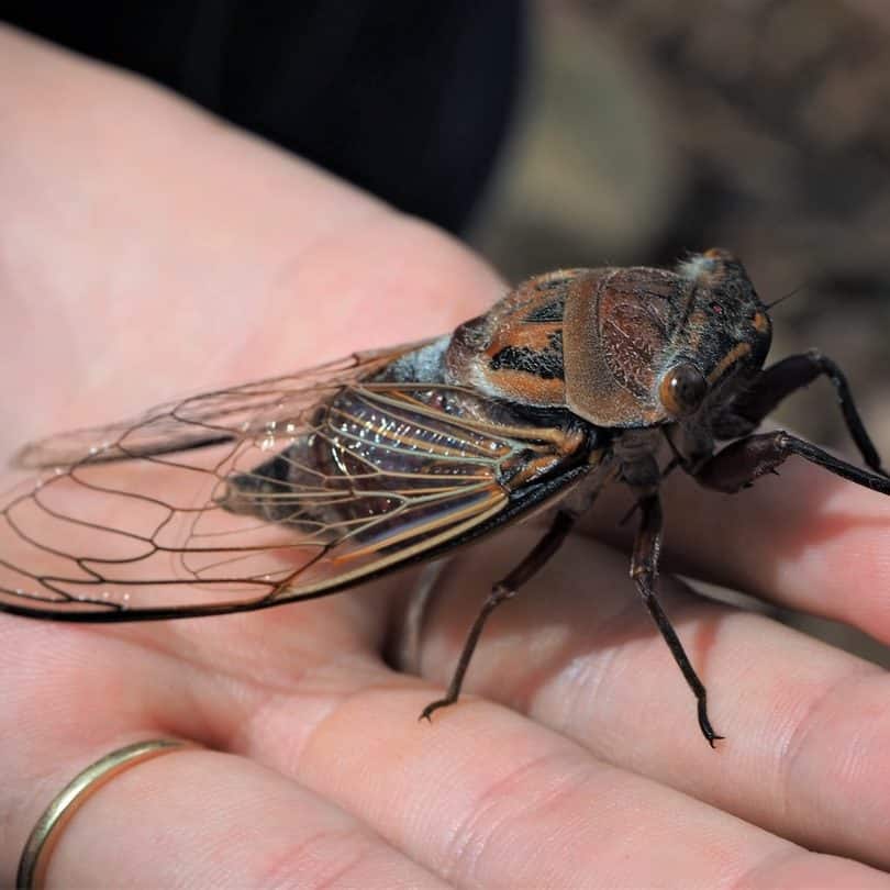 Cicada Extermination by Reno NV Pest Control Pros