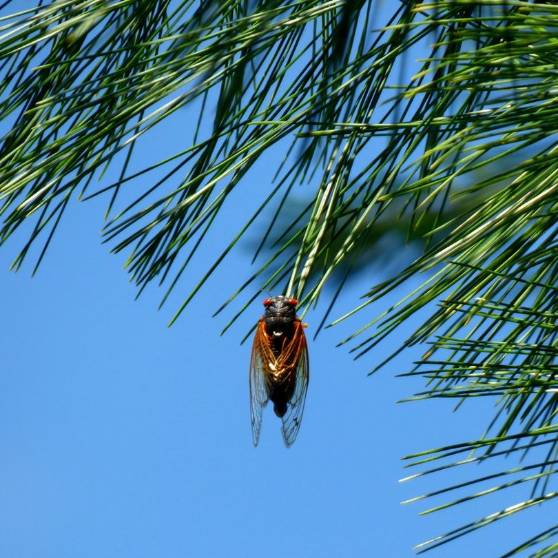 Cicada Extermination by Reno NV Pest Control Pros