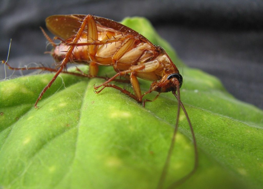 Cockroach Treatment and Extermination by Reno Pest Control Pros
