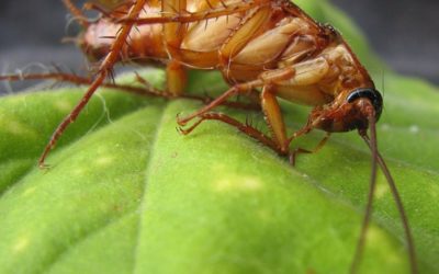 How to Get Rid of Crickets For Northern Nevada Residents?