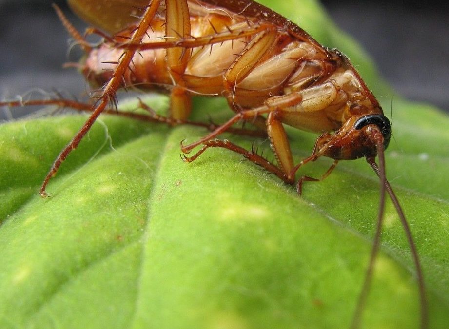 How to Get Rid of Crickets For Northern Nevada Residents?