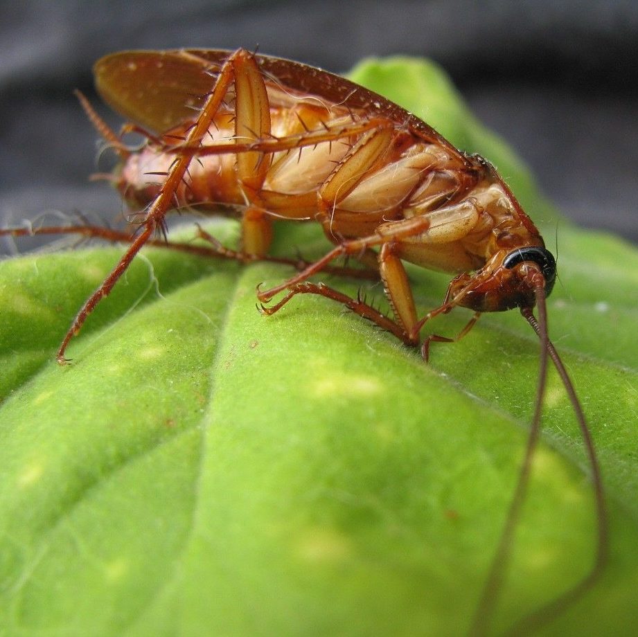 Cockroach Treatment and Extermination by Reno Pest Control Pros