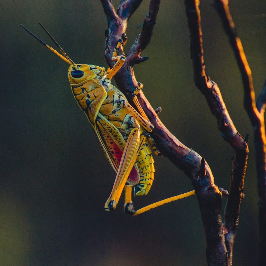 Cricket Treatment and Extermination by Reno Pest Control Pros