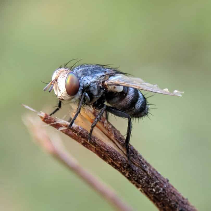 Fly and Gnat Extermination by Reno Pest Control Pros