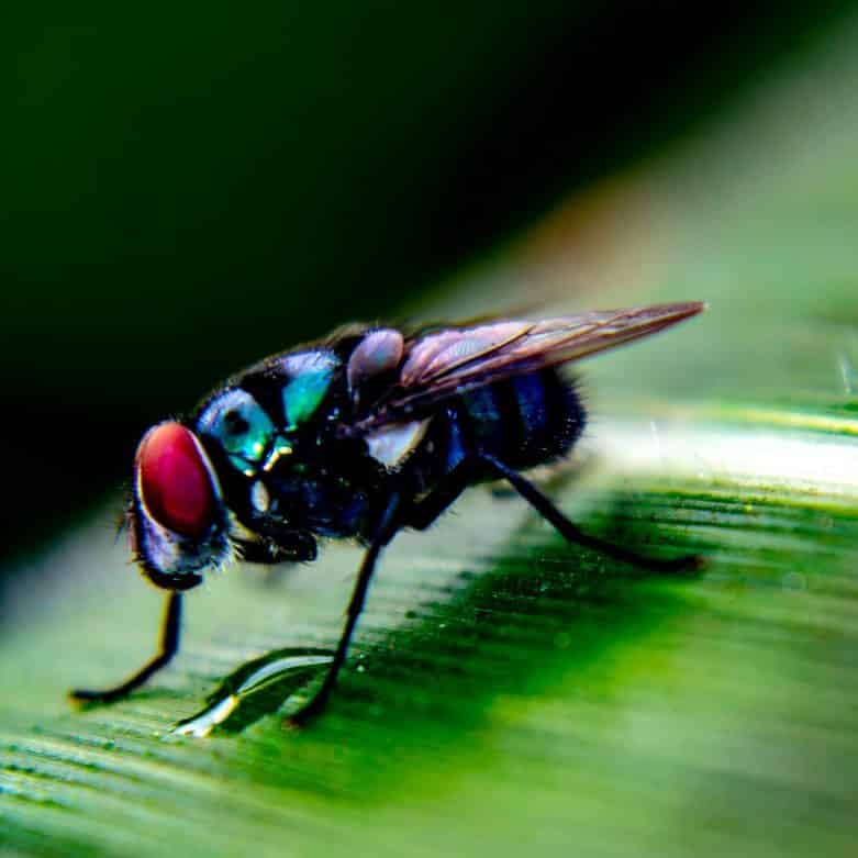 Fly and Gnat Extermination by Reno NV Pest Control Pros