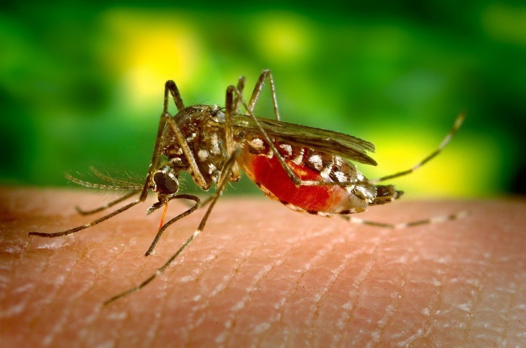 Mosquito Bite Prevention by Reno NV Pest Control Pros