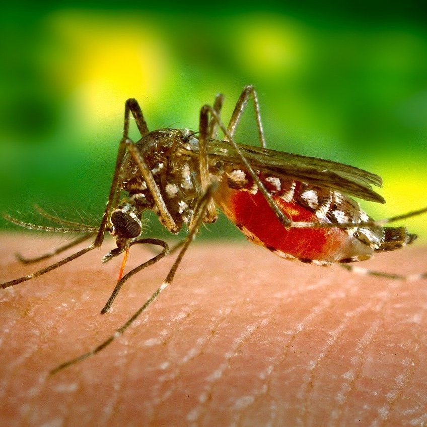 Mosquito Bite Prevention by Reno NV Pest Control Pros