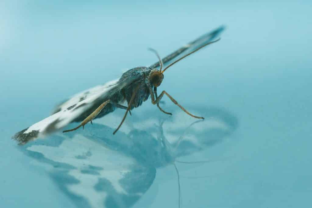 Mosquito Laying Eggs in a Swimming Pool by Reno Pest Control Pros
