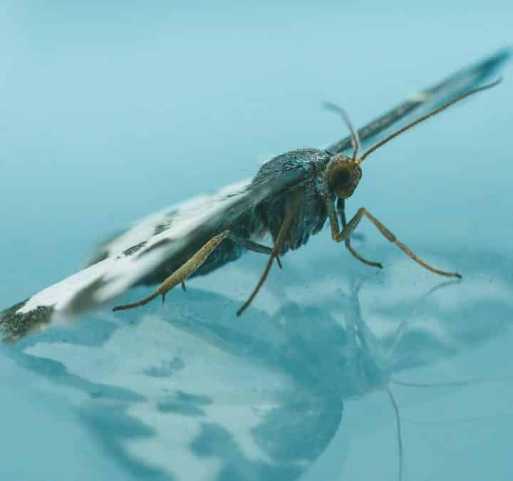 Mosquito Laying Eggs in a Swimming Pool by Reno Pest Control Pros