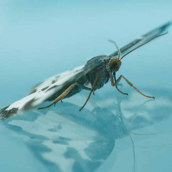 Mosquito Laying Eggs in a Swimming Pool by Reno Pest Control Pros