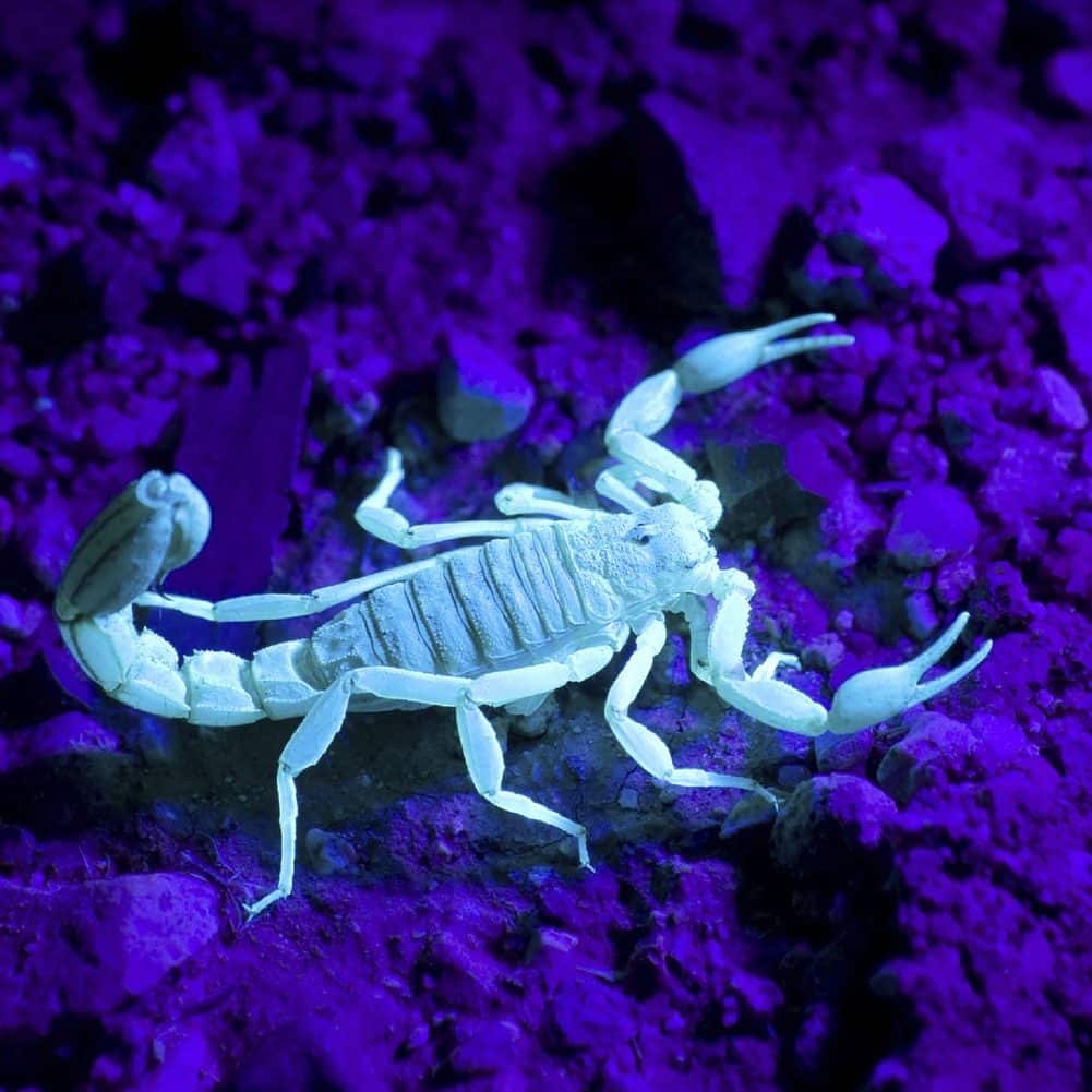 Scorpion exterminator in Reno, Nevada