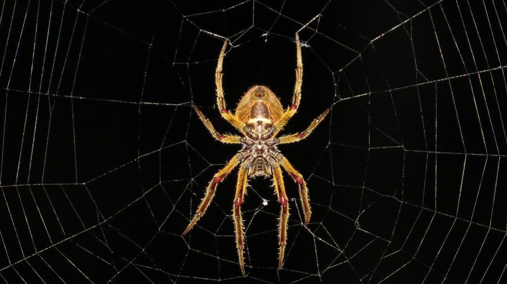 Spider Extermination and Control by Reno Pest Control Pros