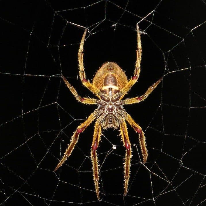 Spider Control and Extermination by Reno Pest Control Pros