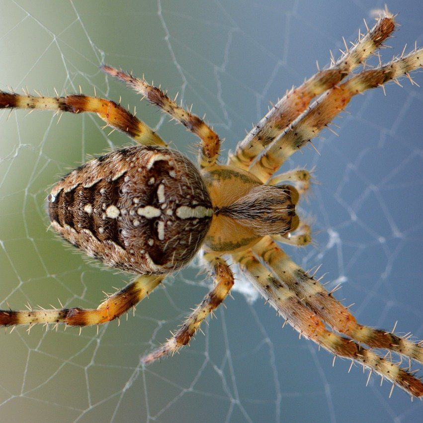 Spider Control and Extermination by Reno Pest Control Pros
