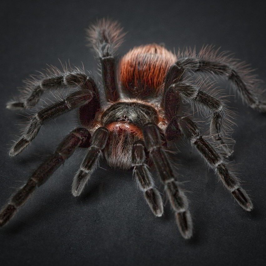 Spider Control and Extermination by Reno Pest Control Pros