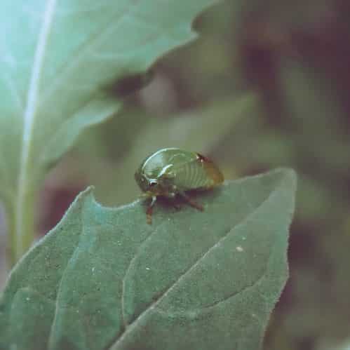 Tick and Flea Extermination by Reno NV Pest Control Pros