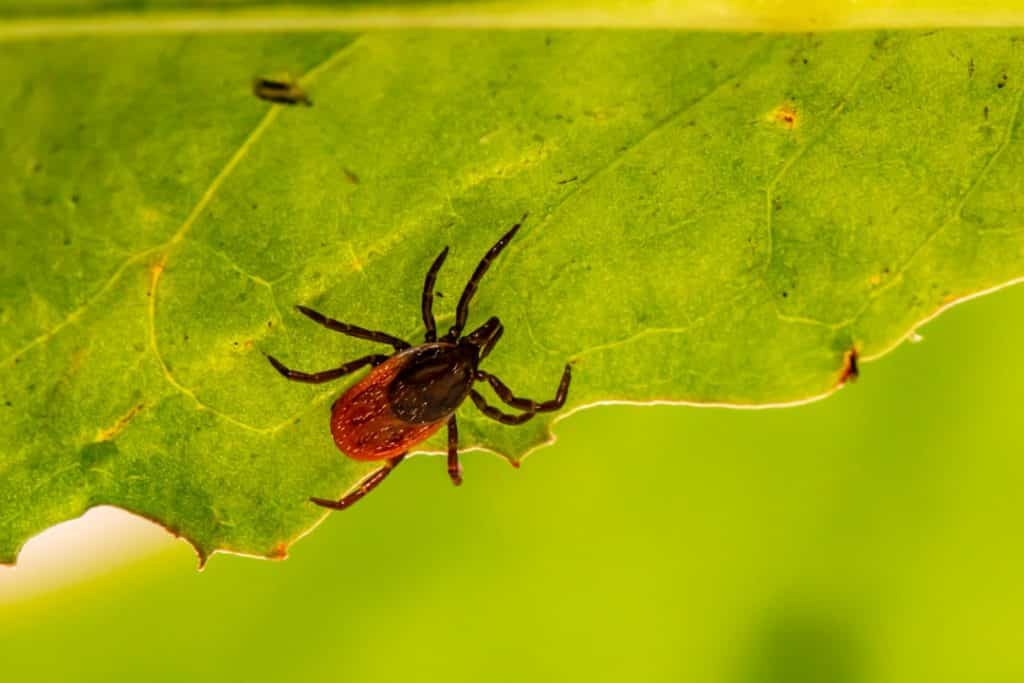 Tick Extermination by Reno Pest Control Pros