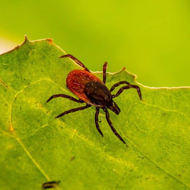 Tick and Flea Extermination by Reno NV Pest Control Pros