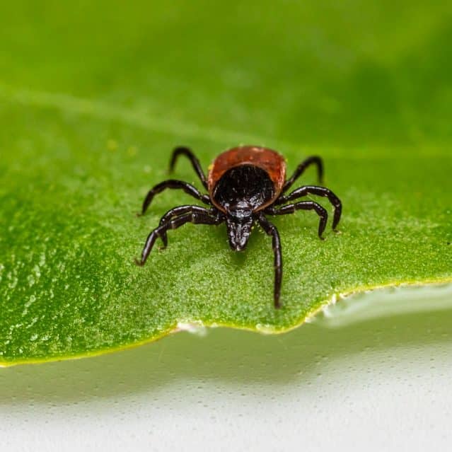 Tick and Flea Extermination by Reno NV Pest Control Pros