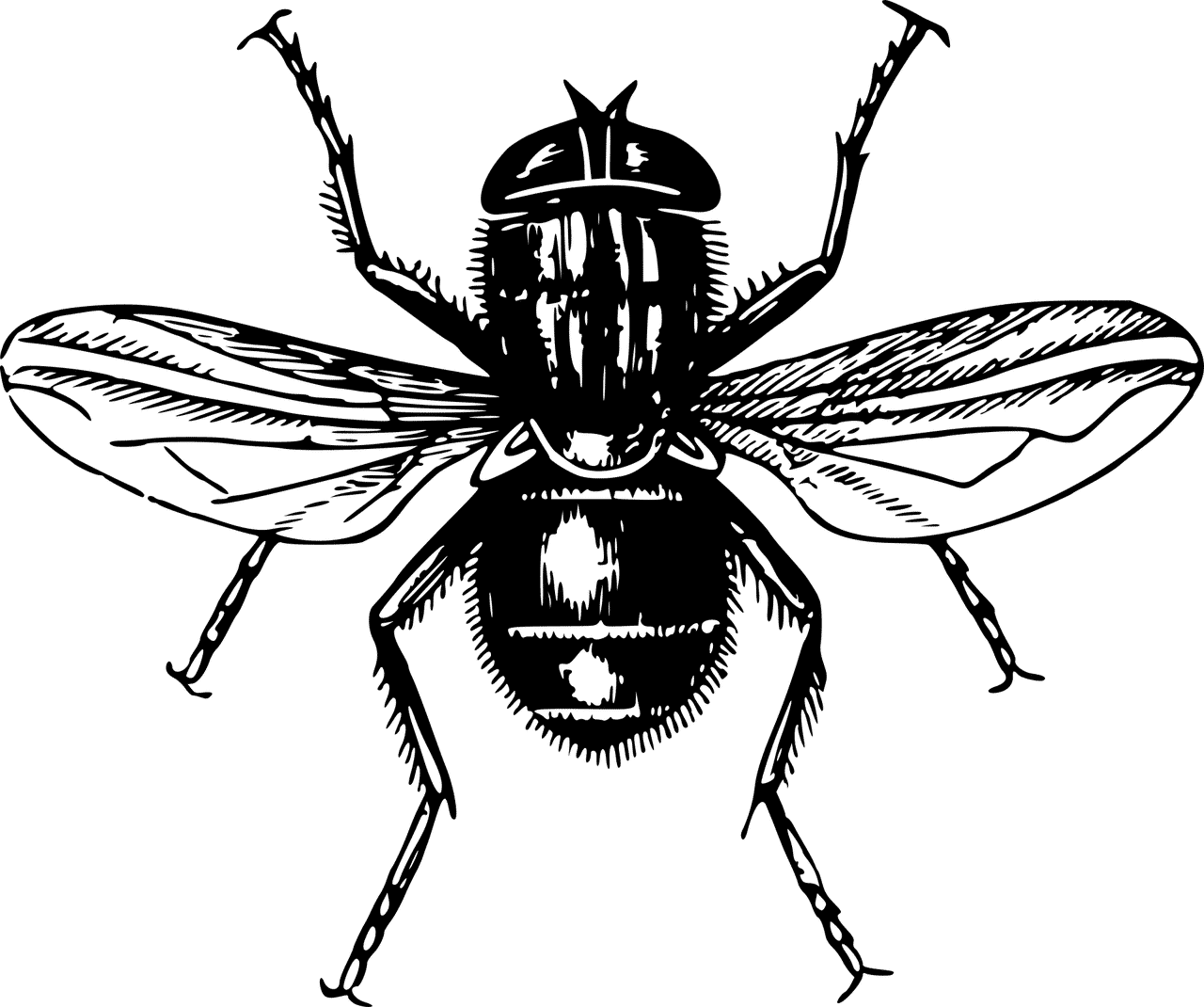 Fly Extermination by Reno NV Pest Control Pros