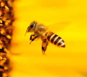 Bee Extermination by Reno NV Pest Control Pros