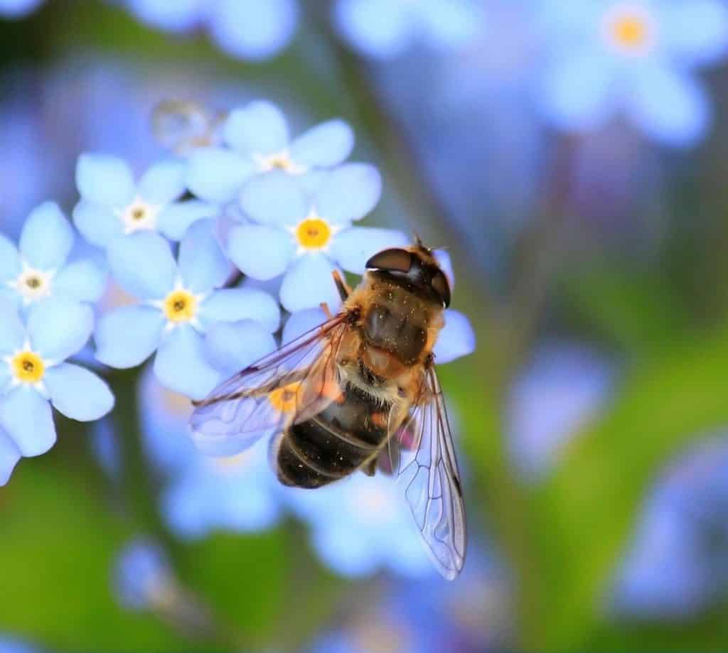 Bee removal in Reno, NV