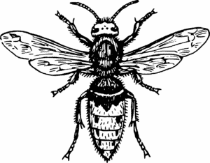 Hornet Extermination by Reno NV Pest Control Pros